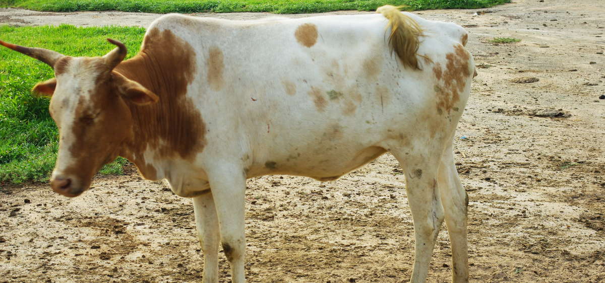 ...croisé avec une vache de race locale 