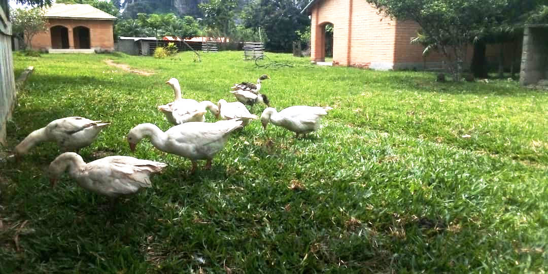 L'herbe reste l'aliment préféré des Oies